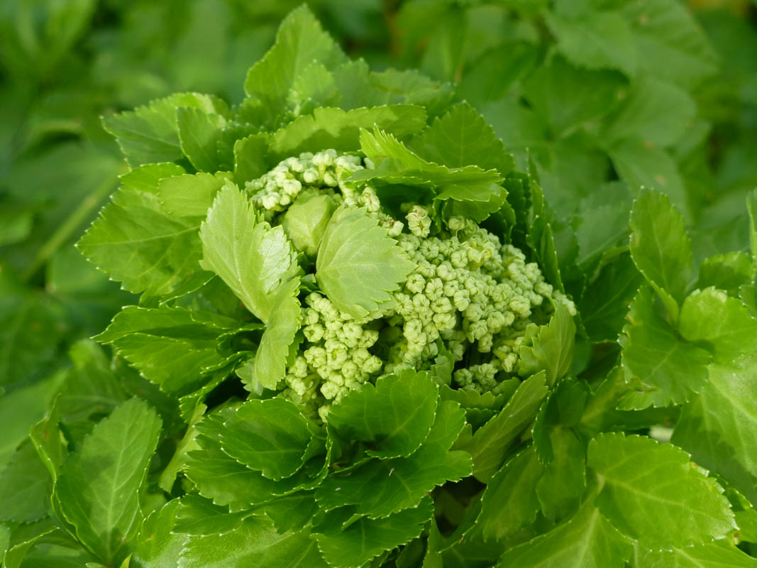 Smyrnium olusatrum